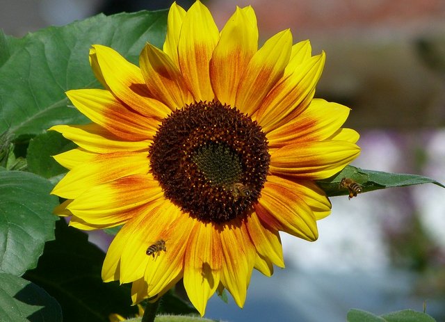 Sonnenblume und Bienen