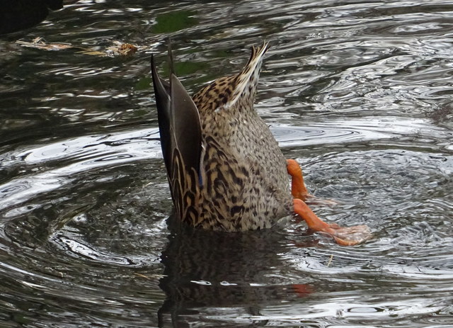 Köpfchen in das Wasser ...