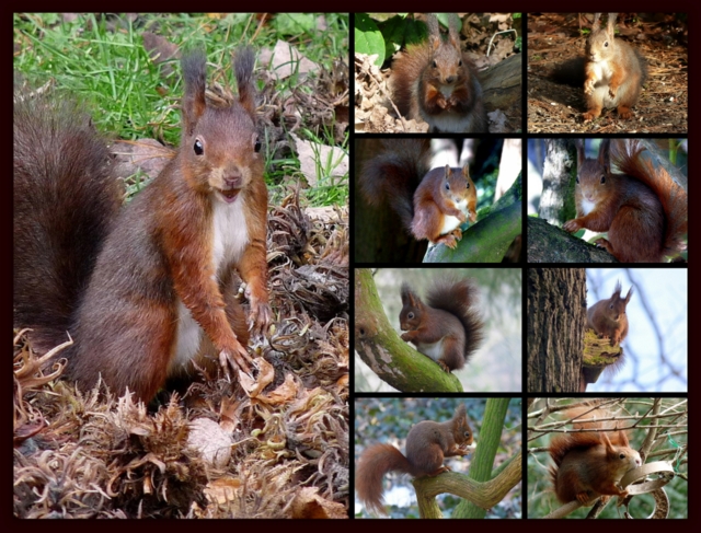 Eichhörnchen Collage