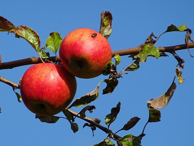Äpfel