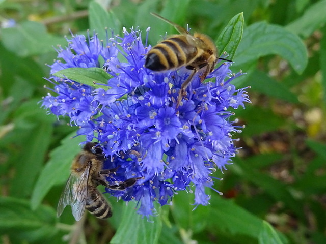Bienen