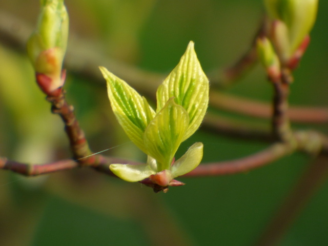 Knospen öffnen sich