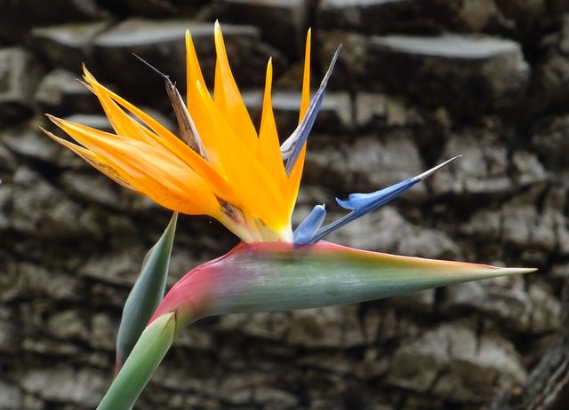 Paradiesvogelblume