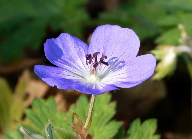 Zarte Blüte