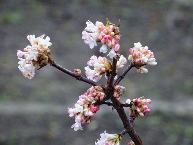 Januarblüten