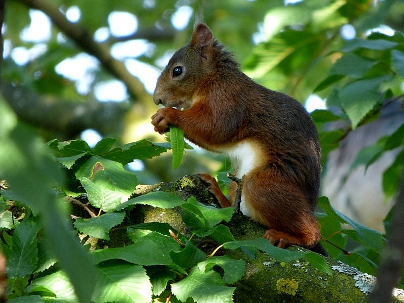 Das andere Eichhörnchen bei uns im Baum