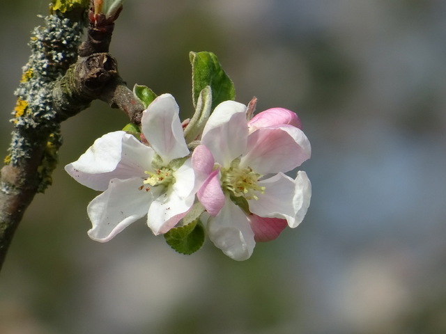 Apfelblüten