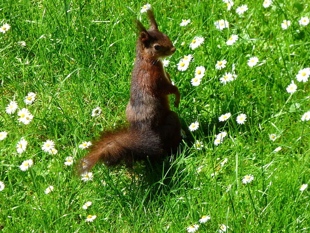 Eichhörnchen