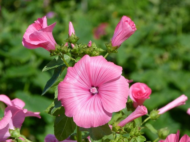 Hibiskus