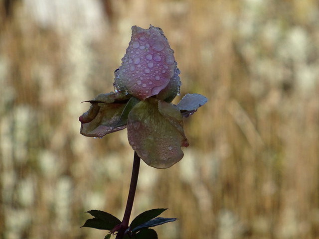 Die letzte Rose