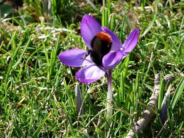 Krokus mit Hummel