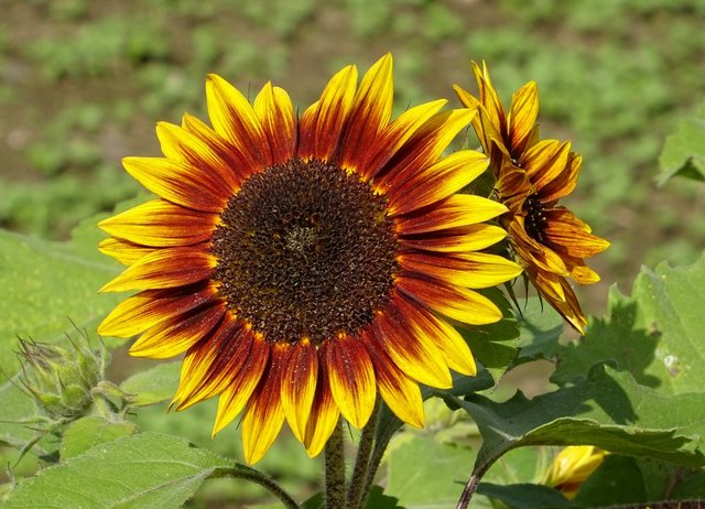 Sonnenblume