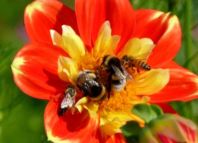 Zwei Hummeln - zwei Bienen