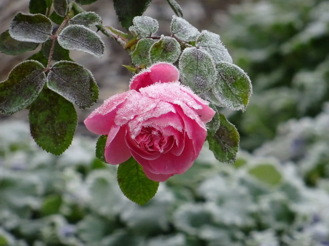Rose gefroren