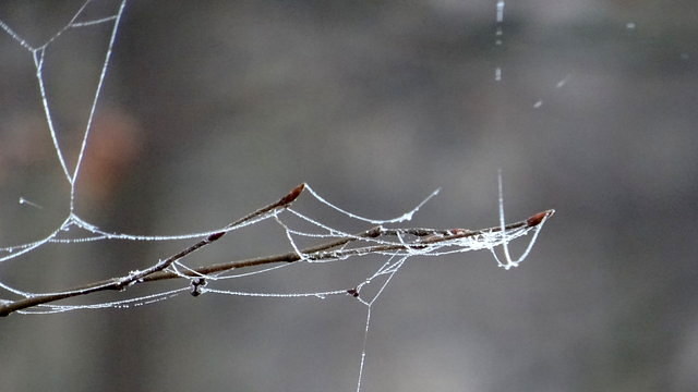 Gefrorene Spinnweben