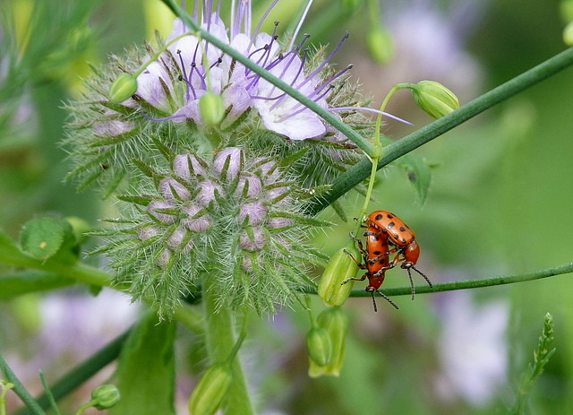 Zaunrüben Marienkäfer