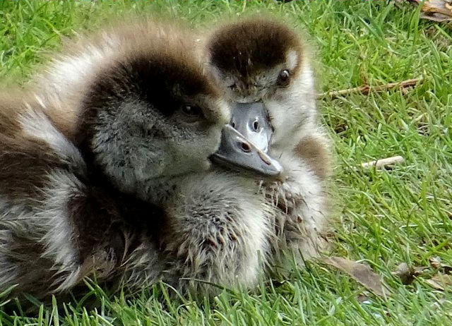 Nilgänslein