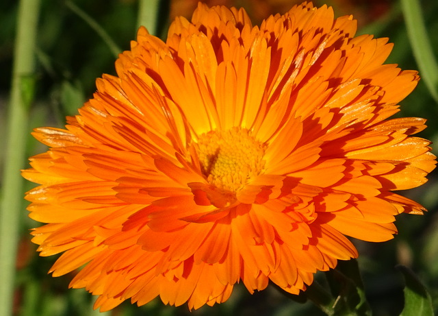 Ringelblume