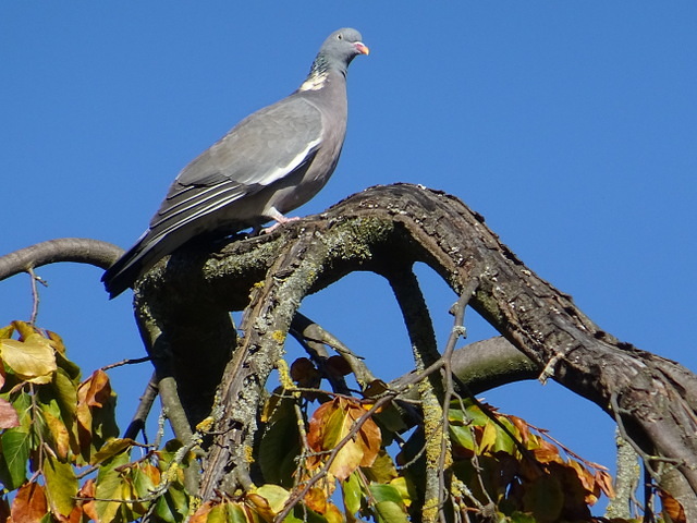 Taube
