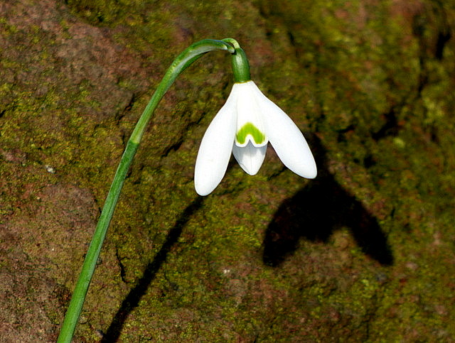 Schneeglöckchen mit Schatten
