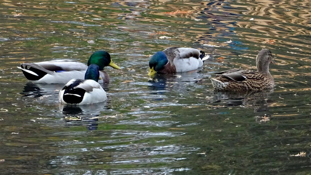 Enten