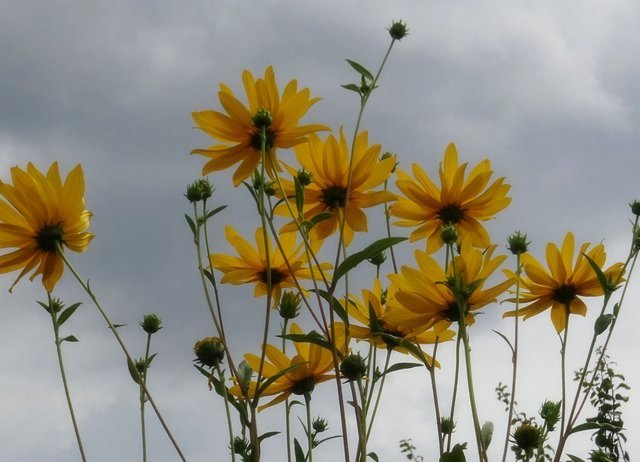 Helianthus tuberosus