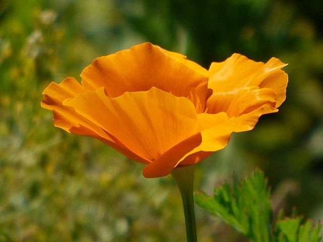 Kalifornischer Mohn