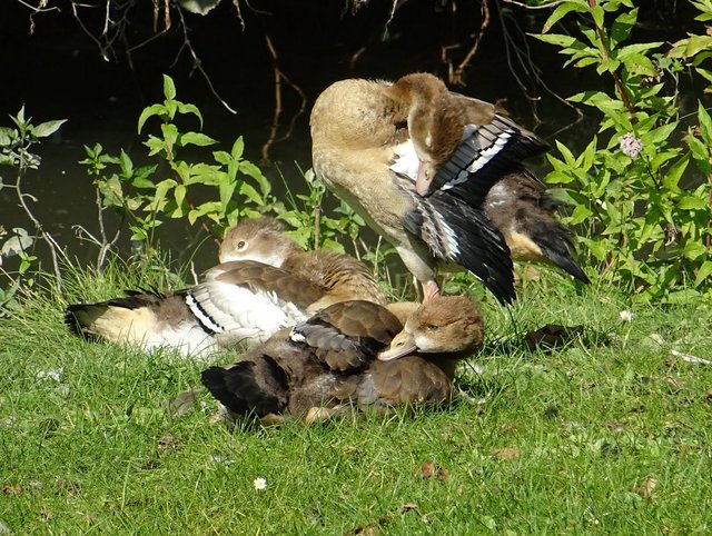 Junge Nilgänse