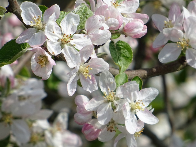 Apfelbaumblüten