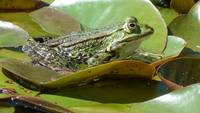 Frosch