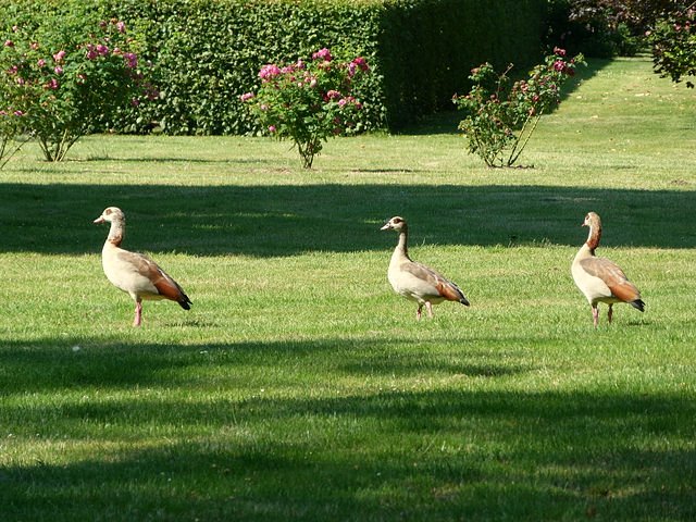 Nilgänse