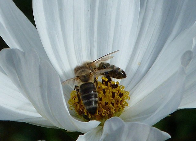 Bienen