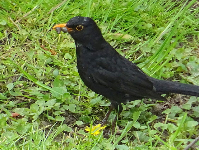 Amsel mit Regenwurm