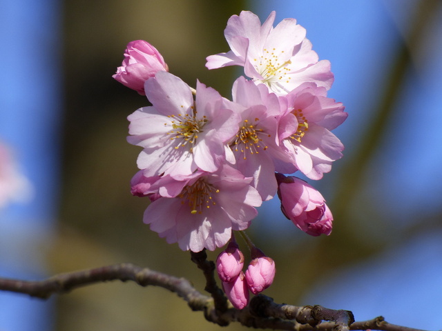 Japnanische Kitschblüte