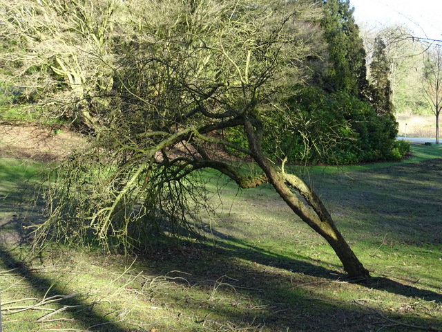 Baum vom Sturm geschädigt