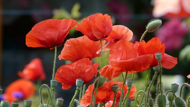 Mohn