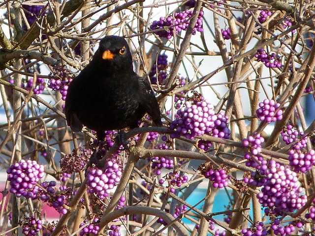 Amsel im Liebesperlenstrauch