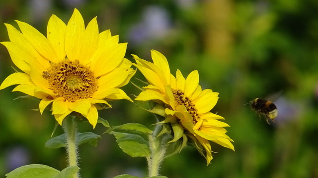 Sonnenblumen und Hummel