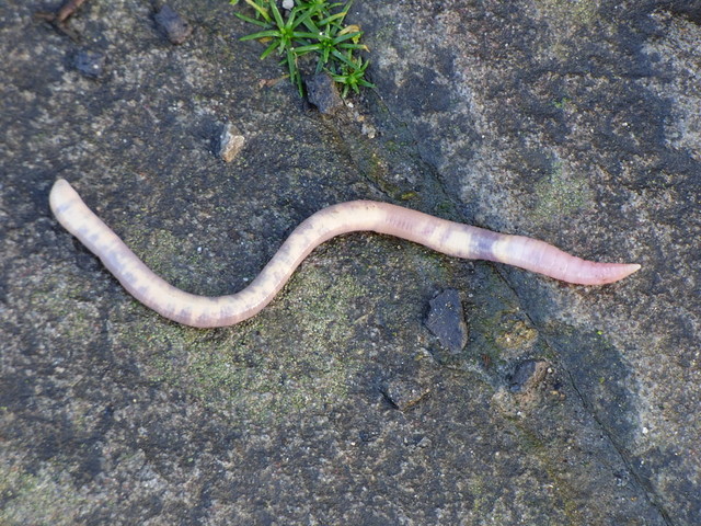 Regenwurm