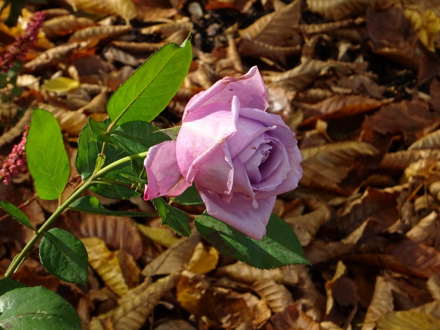 Oktoberrose letzte