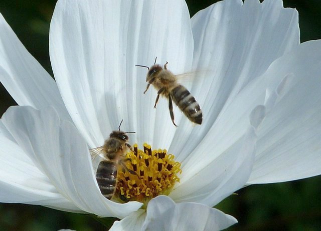 Bienen in der Blüte
