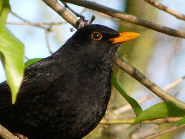 Amsel
