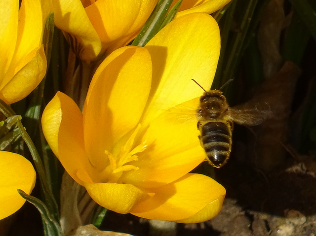 Krokus und Biene im Flug