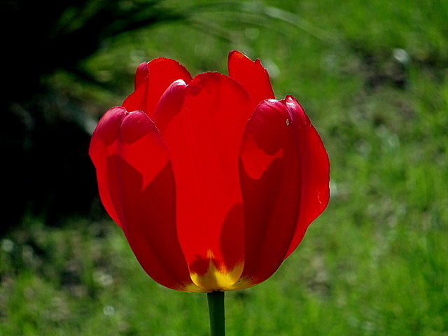 Tulpe im Gegenlicht