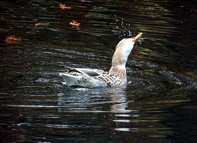 Ente