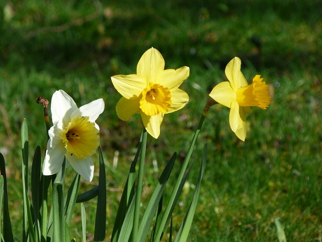 Narzissen