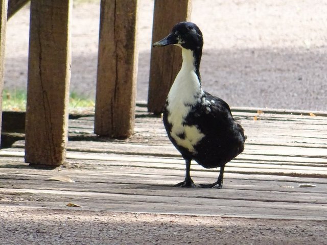 Ente auf einer Brücke
