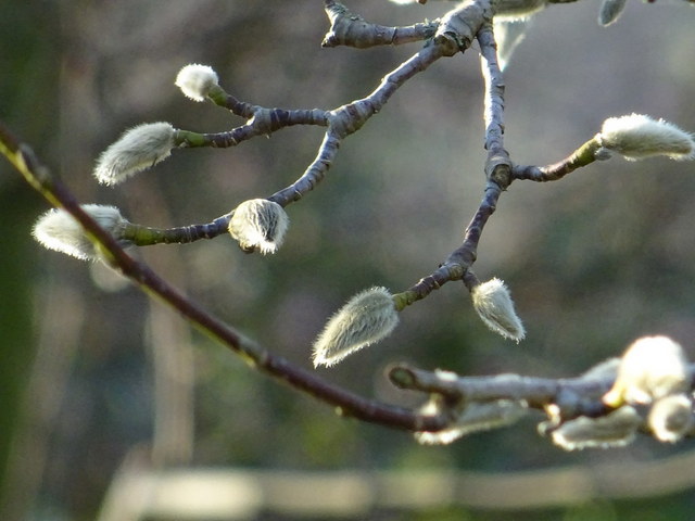 Knospen vom Magnoliumbaum