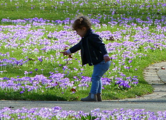 Kleiner Mädchen bewundert Krokusse