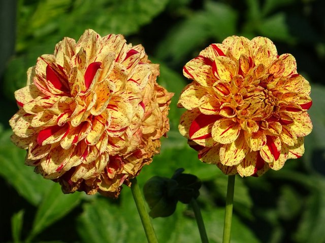 Dahlien